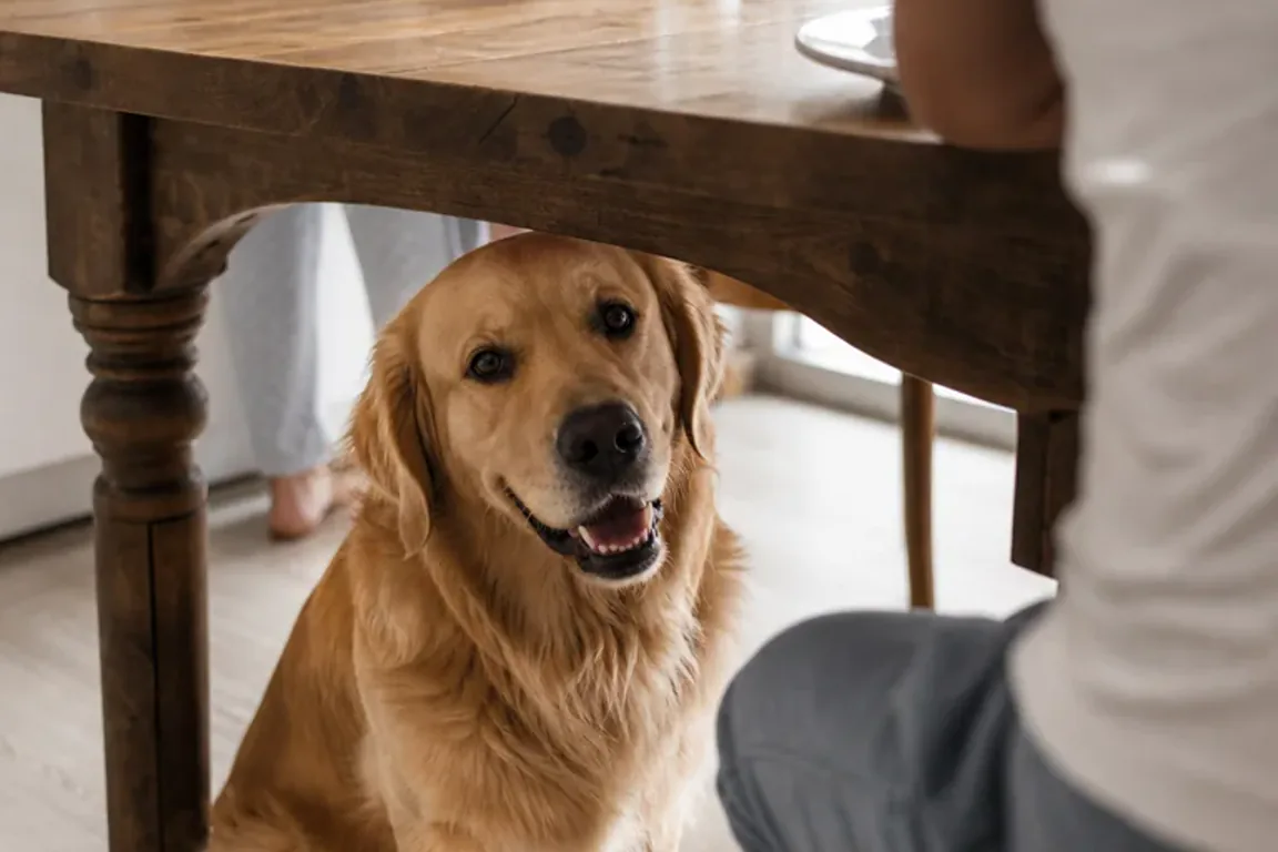 Pet Food Recalls in 2026: A Calm, Practical Household Playbook
