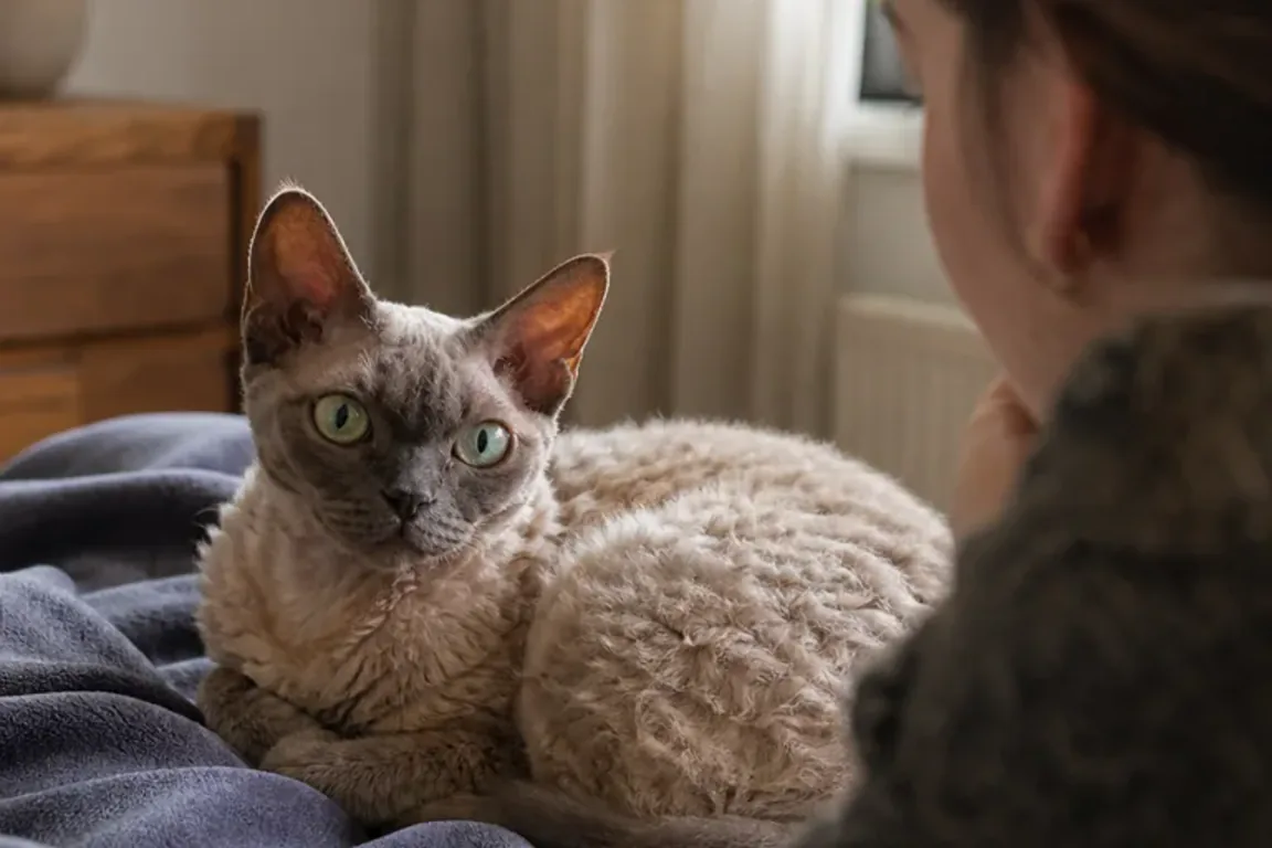The 2026 Feline Diabetes Guidelines: What Changes at Home