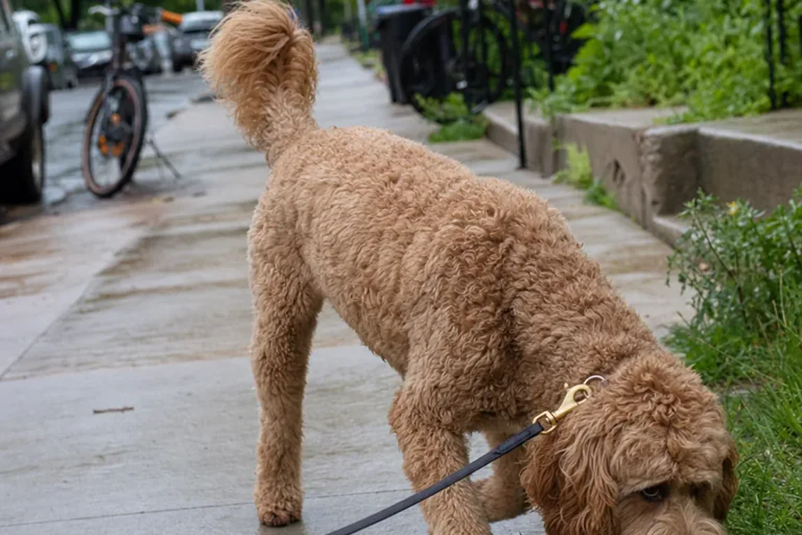 Heat and Wildfire Smoke: A Two-Hazard Summer Plan for Pets