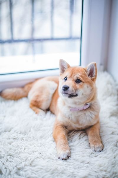 A Shiba Inu resting by a bright window